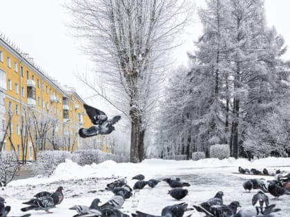 Погода в Новосибирске 8 января: умеренный морозец и гололед