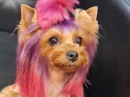 Стразы на ушах и розовые хвосты: как новосибирцы украшают собак к лету