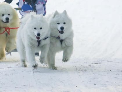 Начнём год с милоты: новосибирцев зовут на Рождественский заезд на собаках