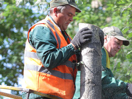 Для чего в городе обрезают деревья — рассказываем в картинках