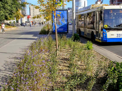 Реконструкция газонов: на каких улицах расстелятся зелёные ковры