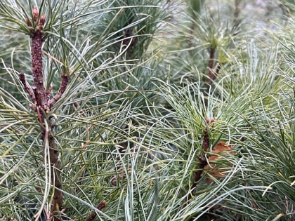 Лесные богатства: Кедры и сосны на страже экосистемы