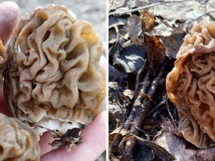 Новосибирцы открыли грибной сезон: сморчковую шапочку собирают вёдрами