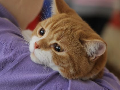 Несколько десятков хвостов отдадут в добрые руки