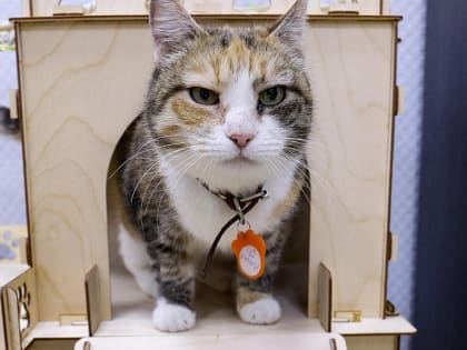 В топе рыжие: новосибирцы забрали домой 480 питомцев котокафе