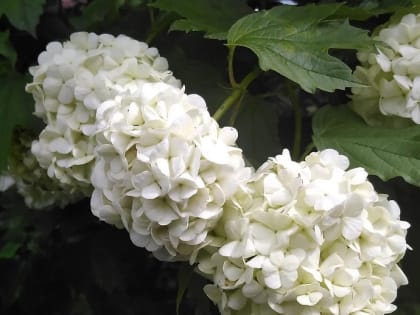 Невероятная калина «Бульденеж» расцвела в Новосибирске