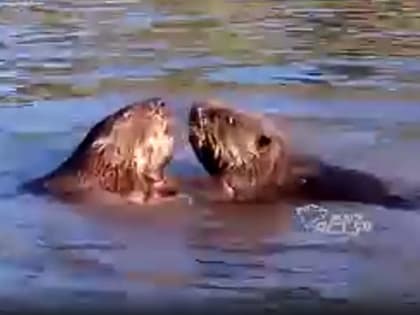 Дерущиеся бобры под Новосибирском напомнили герб Искитима