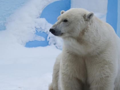 Белая медведица Шайна из Новосибирского зоопарка уехала жить в Удмуртию