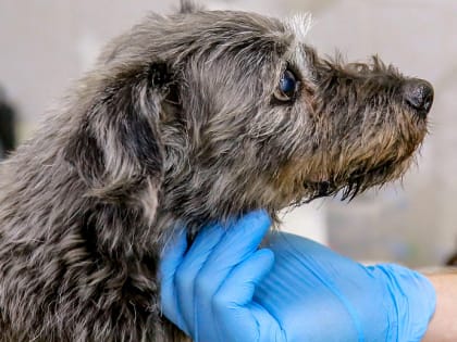 «Много звонков»: как работает скорая помощь для животных в Новосибирске