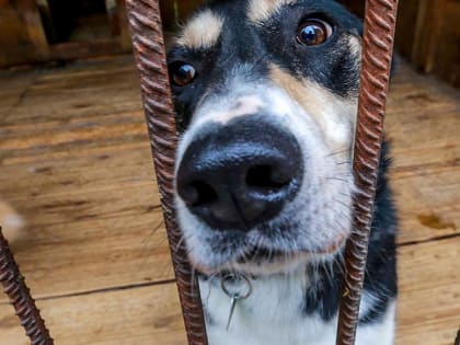 Приюты для животных смогут получать господдержку в Новосибирске