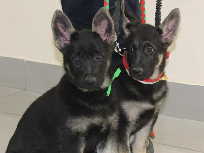 Лохматый подарок преподнесли новосибирским пограничникам к празднику