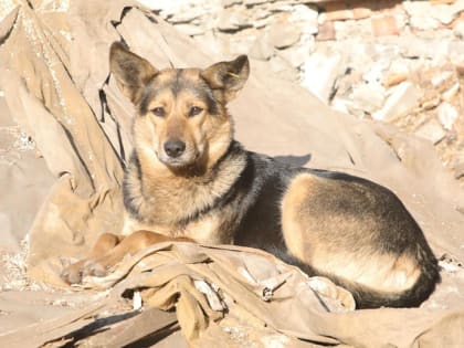 Четыре дворняжки станут сотрудниками МУП «САХ»