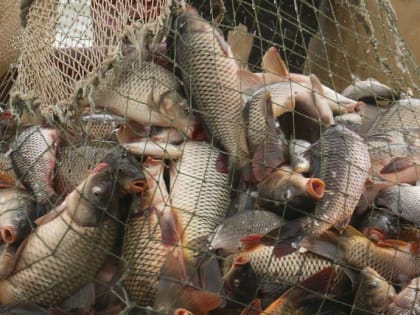 Более 500 метров браконьерских сетей вытащили из Оби новосибирцы