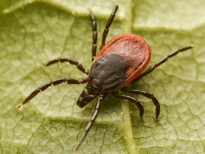 Клещевой энцефалит подозревают почти у трех сотен жителей Новосибирской области