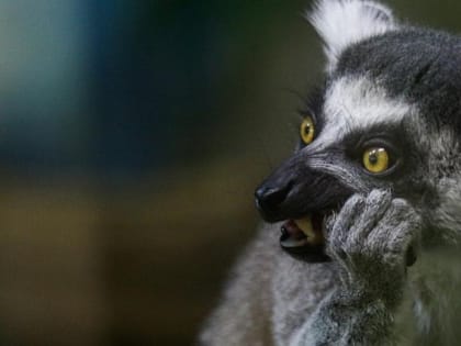 Семья Дениса Дорохова взяла шефство над лемурами в зоопарке