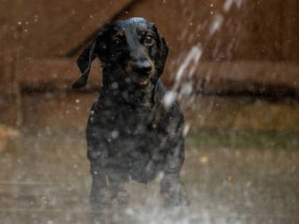 В Новосибирске на рабочей неделе с 17 по 21 июня сохранится жара и польют дожди