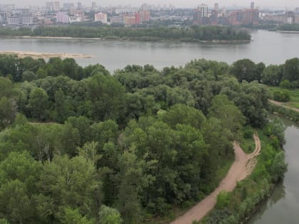 Кедры и сосны высадят биогруппами в будущем парке «Усть-Тула»