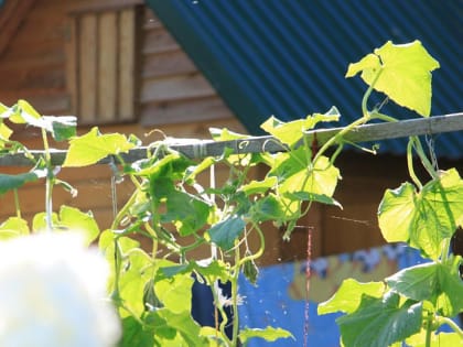 Спрос на дачные услуги вырос в Новосибирске