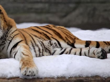 Новые инициативы в сфере здравоохранения в России