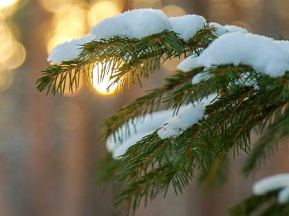 Экс-зампреда общественной палаты оштрафовали за убийство лося и косули