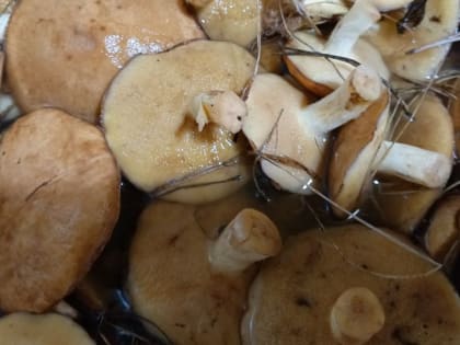 Как не отравиться грибами рассказал Роспотребнадзор