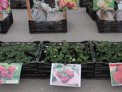 На ярмарку у ДК Чкалова приглашают садоводов и фермеров 17 и 18 мая