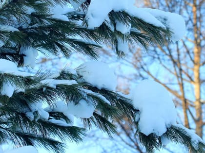 Пункты приёма новогодних ёлок в Новосибирске появились на карте «Авито»