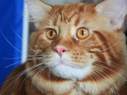 Если вы пропустили: скорая для зверей, первые грибы и возращение Тёркина