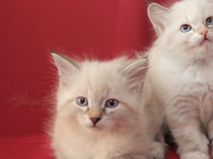 70 котов и 40 собак соберутся на фестивале в ожидании будущих хозяев