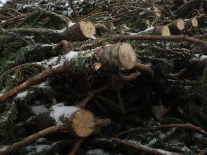 Круглосуточный пункт приёма новогодних ёлок открыли у «Меги»