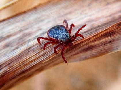 Клещ — носитель опасного вируса