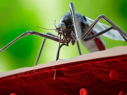 Восемь новосибирцев заразились лихорадкой денге