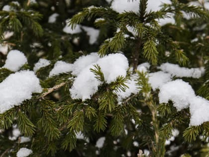 Конкурс юных чтецов «Снежность» объявил онлайн-голосование