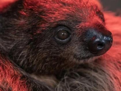 Детёныша двухпалого ленивца показал Новосибирский зоопарк