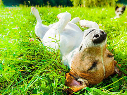 В Новосибирске потеплеет до +26 °С на рабочей неделе с 13 по 17 мая