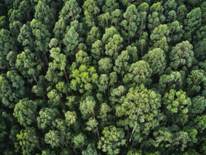 В Сибири уменьшились объемы незаконной рубки леса