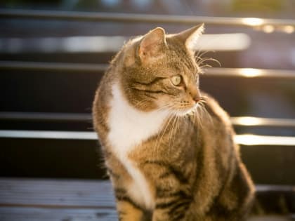 Потепление до +25° порадует новосибирцев на рабочей неделе с 10 по 14 июня