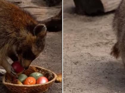 Енотов угостили пасхальными яйцами в новосибирском зоопарке — видео