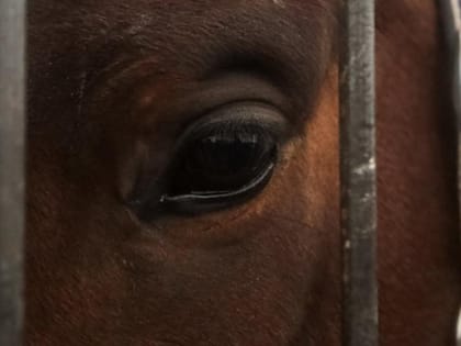 Пенсионеров пригласили в конюшню Новосибирского зоопарка