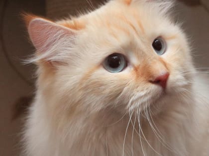 Котоситтера для фотографирования счастливых питомцев ищут в Новосибирске