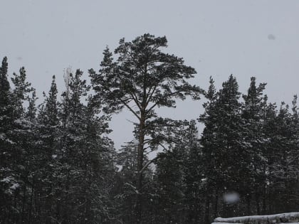 Границы «зелёного пояса» Новосибирска внесли в ЕГРН