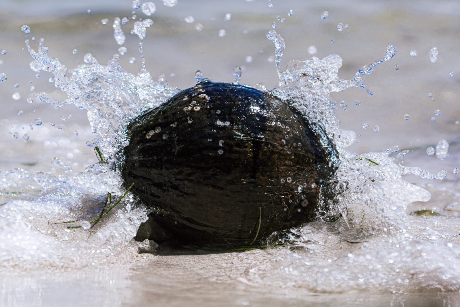 coconut-water-splash