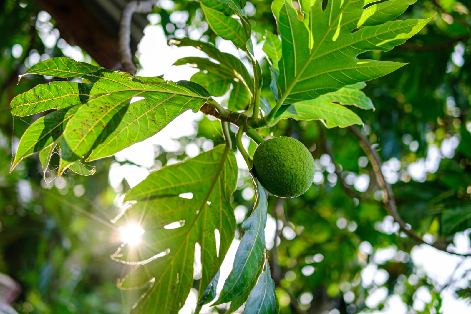 jamaican-breadfruit