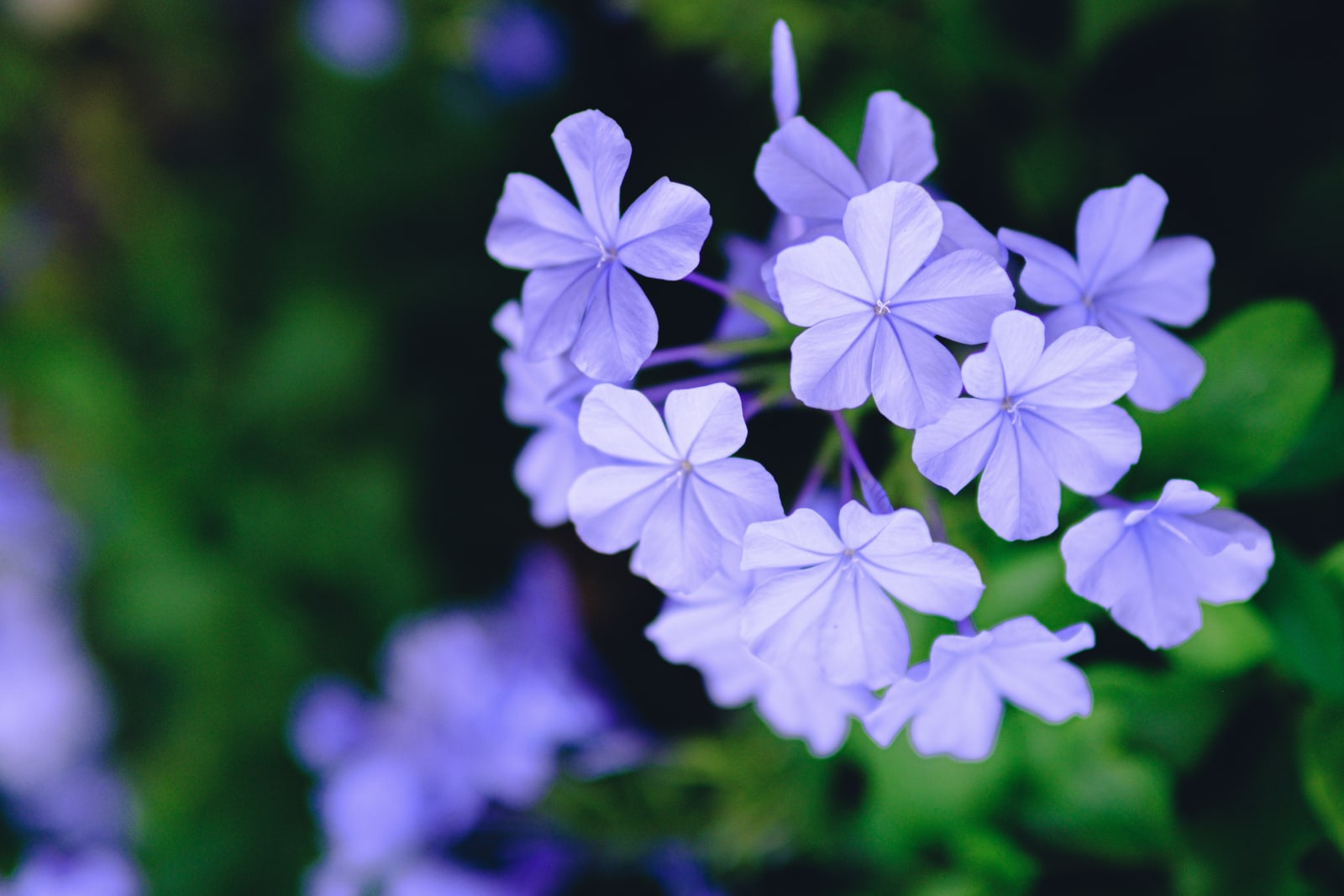 jamaican-plumbago