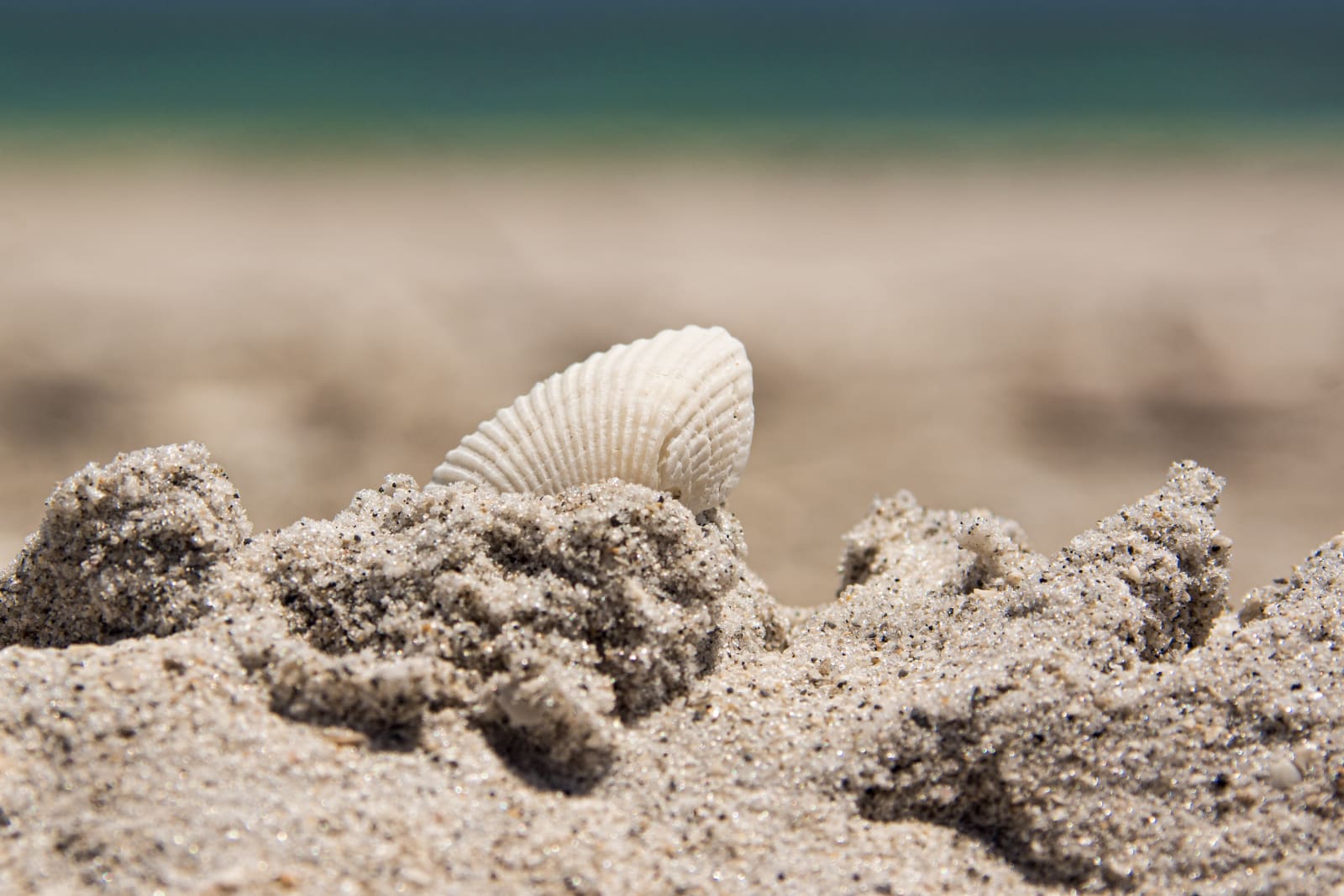 sea-shell-in-sand