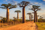 baobab_in_madagascar baobab_in_madagascar