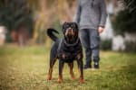 Cane rottweiler
