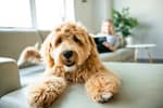 Cane seduto sul divano