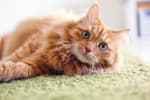 gatto