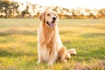 golden retriver seduto sul prato